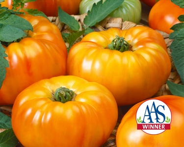 Chef's Choice Bicolor Hybrid Tomato Seeds